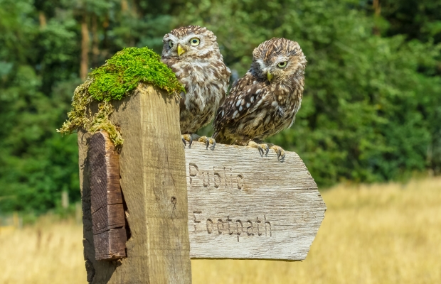 Owls