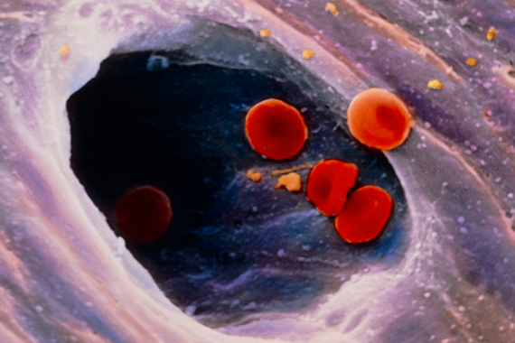 Images of cells