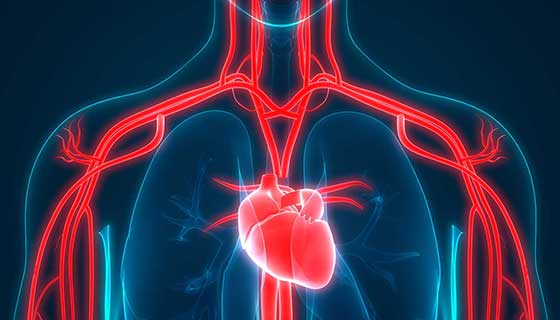 X-ray style image showing a heart in someone's chest in red