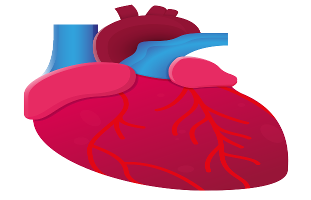 An illustration of a heart 