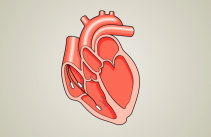 Ablation showing the leads being inserted into the heart where radiofrequency energy or freezing can be used