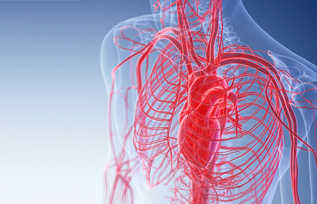 Blood vessels in the body
