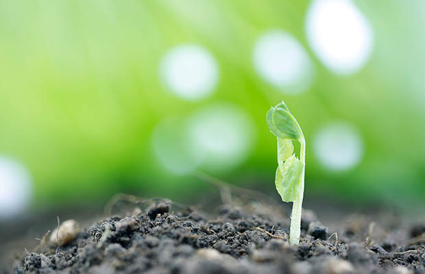 A small plant shoot growing out of the soil