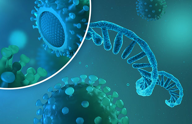  Single RNA strand - coronavirus vaccine