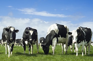 Feed Cows in Shape of Heart