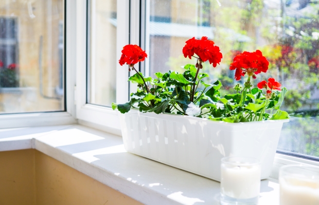 geraniums on windowsill