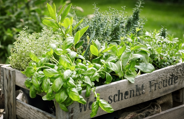 various herb plants in wooden crate
