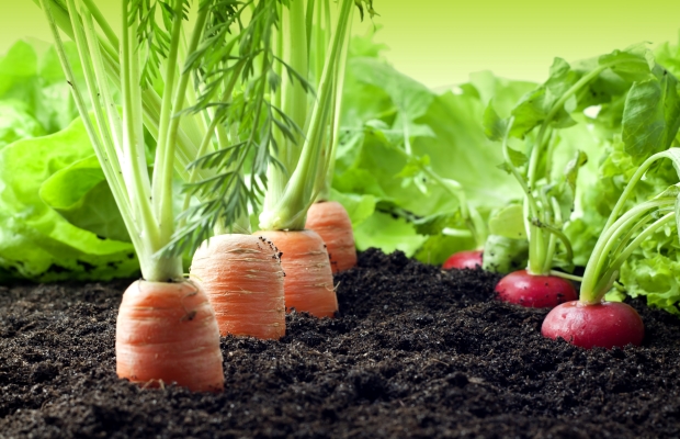 carrot and radishes growing in garden