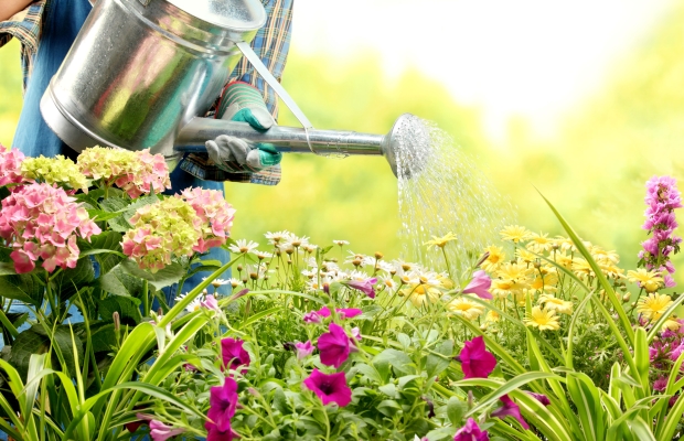 hands watering flowers with can