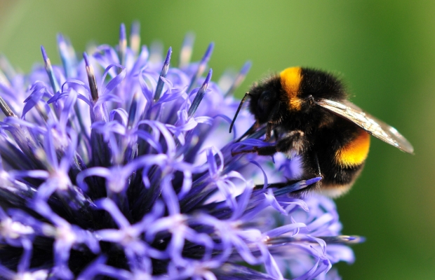 bumble bee on a flower