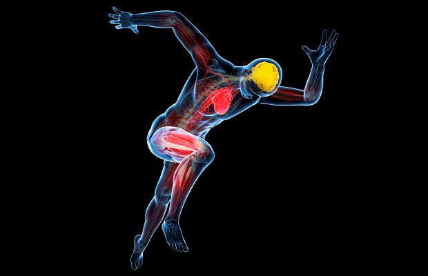 Image of a human body, highlighting the heart and brain