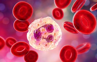 White blood cell