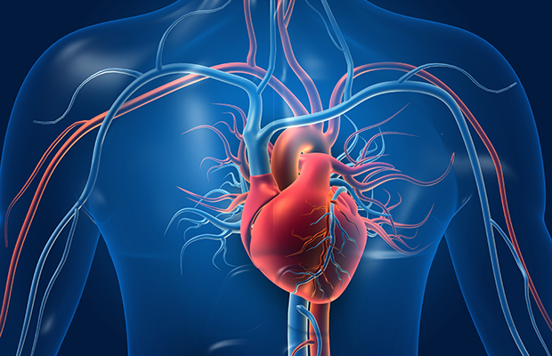 Digital image of heart and vessels 