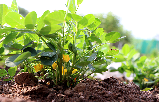 Peanuts good for you deals