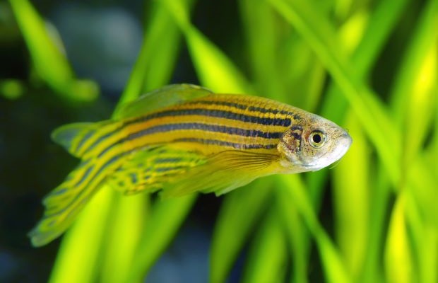 A zebrafish with yellow and blue stripes, and marine vegetation in the background.