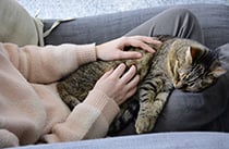A person stroking a sleepy cat on their lap