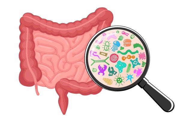 An illustration of the gut with a magnifying glass showing presence of different types of bacteria.