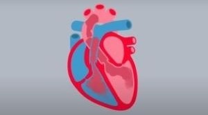 Illustration showing the anatomy of the heart with blood flowing through the chambers.
