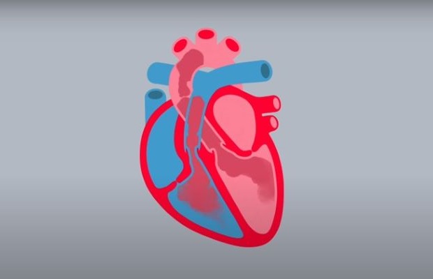Illustration showing the anatomy of the heart with blood flowing through the chambers.