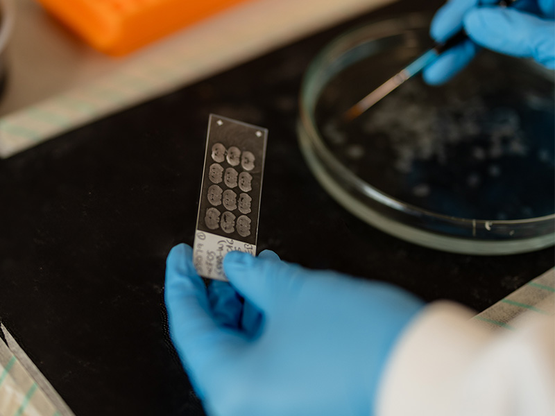 A close up of Dr Holt holding a slide and a petri dish.