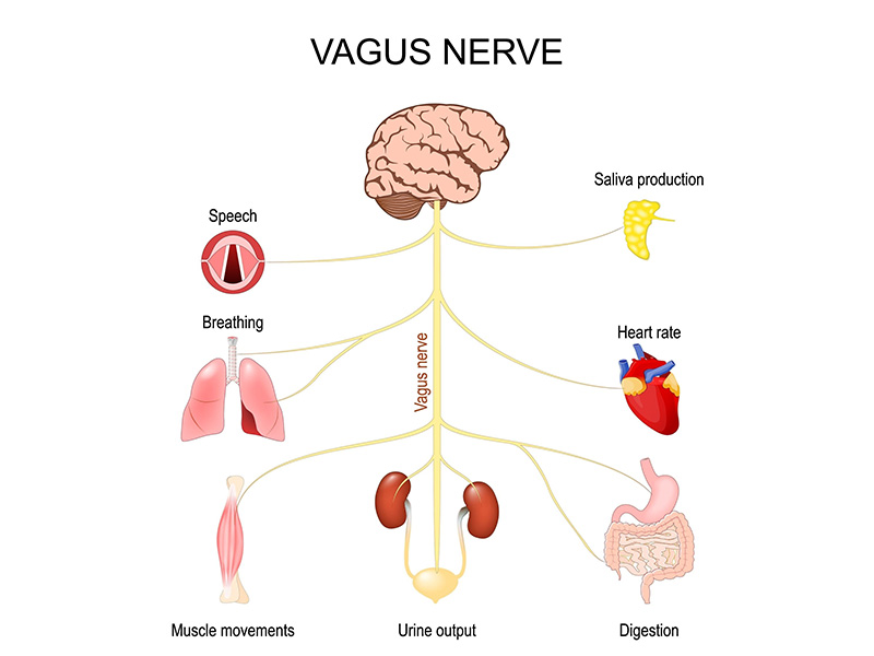 A diagram of the vagus nerve connecting the brain to lots of different organs.