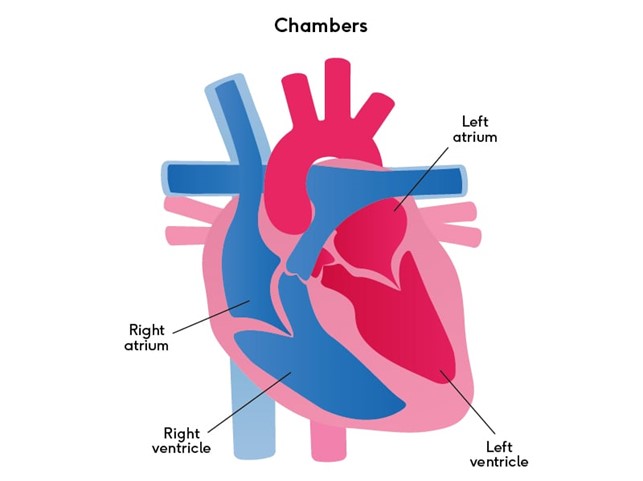 Illustration showing the chambers and valves of the heart.