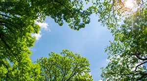 Image of trees and a blue sky