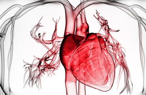 diagram of the heart inside the body
