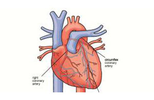 Diagram of the heart