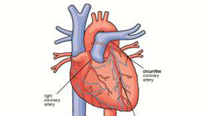 Mixture of carbohydrates