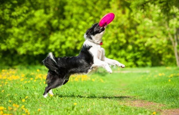 A dog catching a frisbee in the park