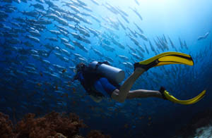 Someone scuba diving underwater with tropical fish