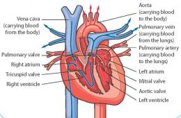 A diagram showing how the blood travels through the heart