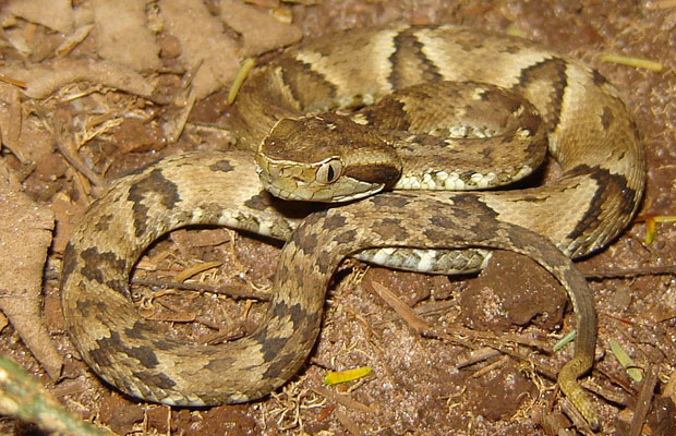 Brazilian viper Jararaca