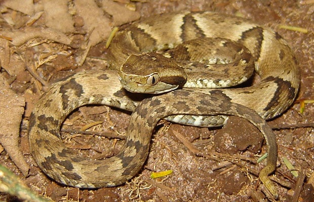 Brazilian viper Jararaca