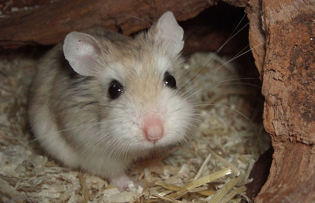 Hamster
