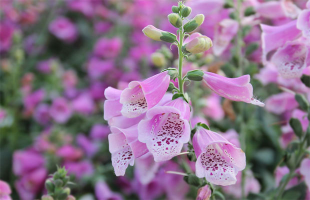 Purple foxglove
