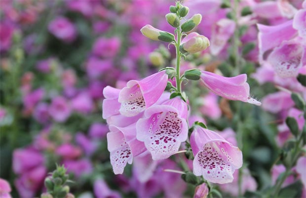 Purple foxglove