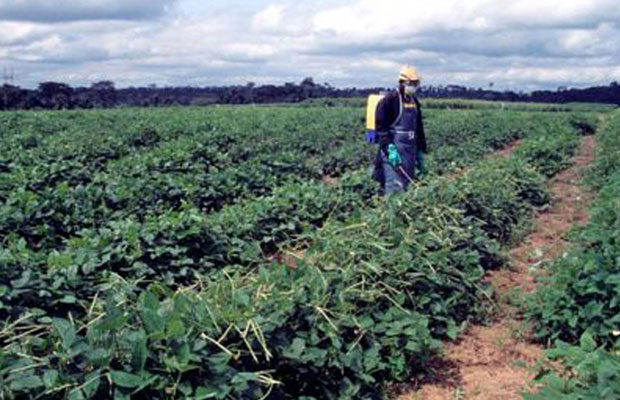Spraying insecticide in field