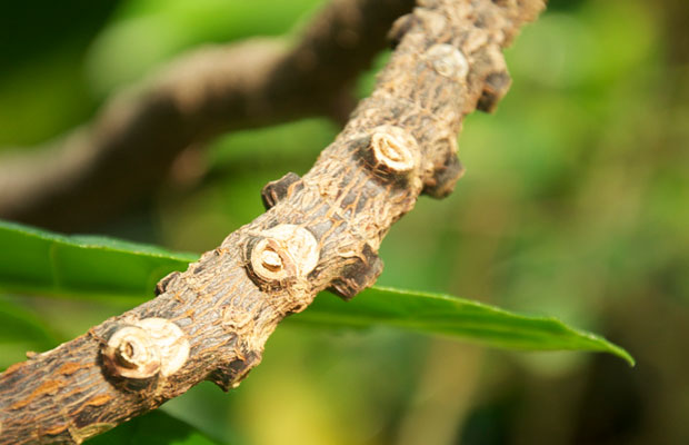 Cinchona tree