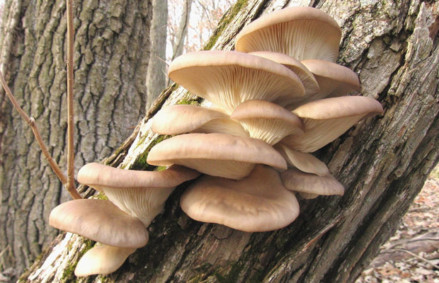 Oyster mushrooms 