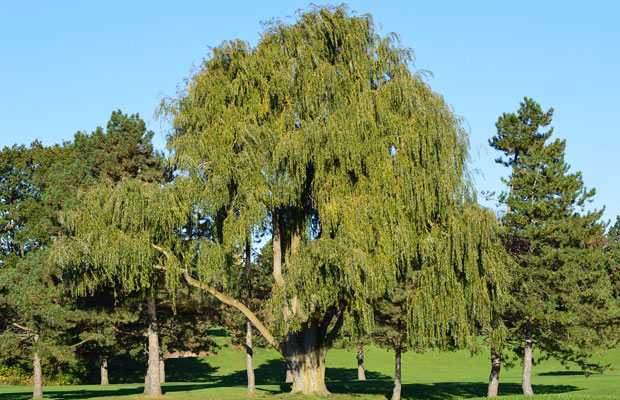Willow tree