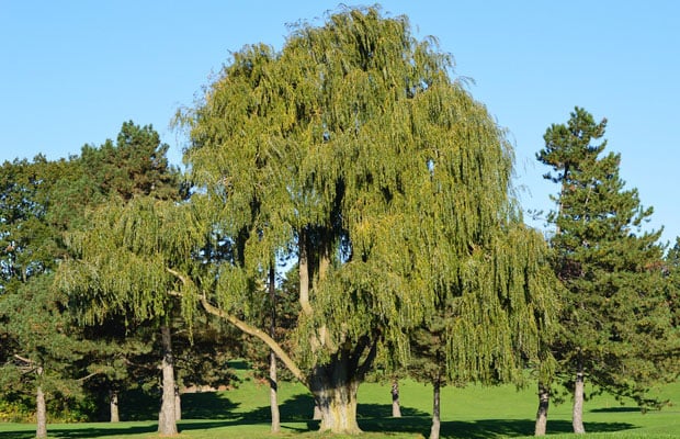 Willow tree