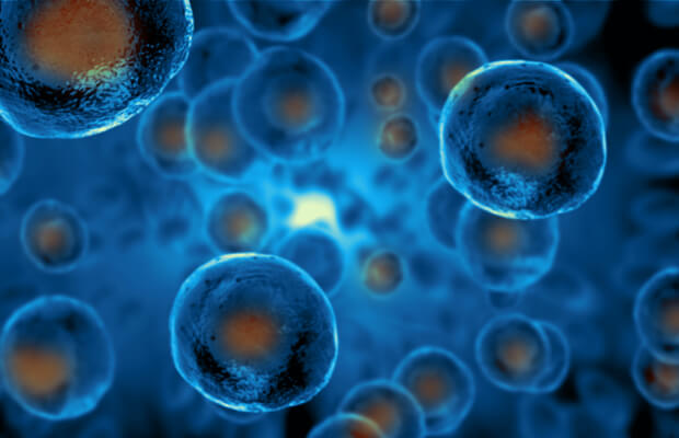 A cross section of stem cells