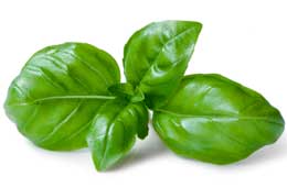 Basil