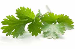 Coriander