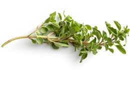 Oregano