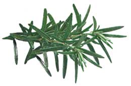 Rosemary