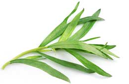 Tarragon