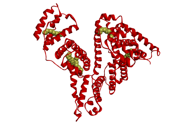 Albumin molecule with fatty acids bound
